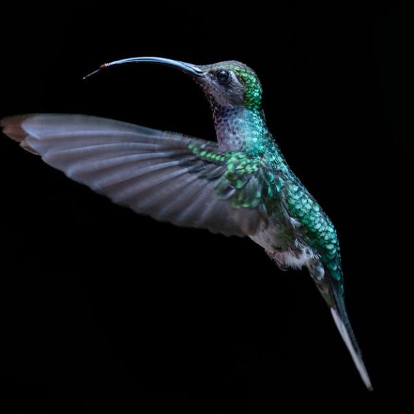 11+ Tasty DIY Hummingbird Food Recipes You Can Easily Make