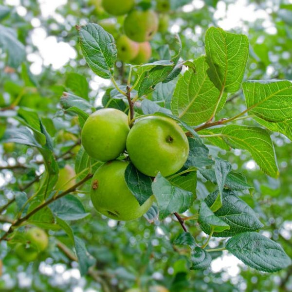 5 Easy Recipes & Tips for Perfectly Pickled Apples