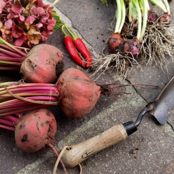5+ Easy Techniques to Preserve Beets Without Fuss