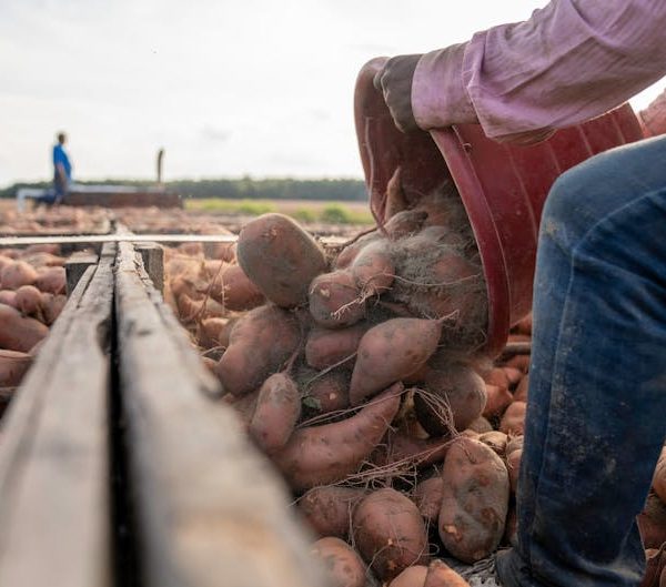 5+ Quick Tips for Effortlessly Storing Sweet Potatoes