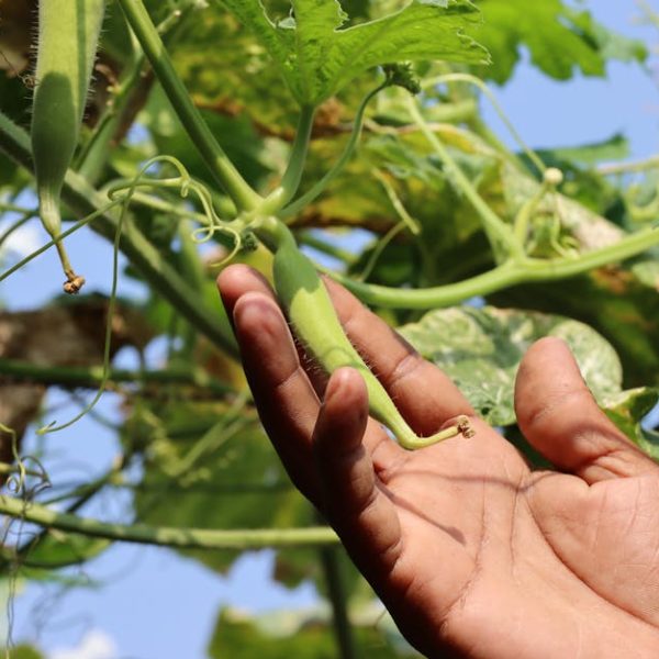 5+ Simple & Effective Methods to Freeze Okra for Long-Term Storage