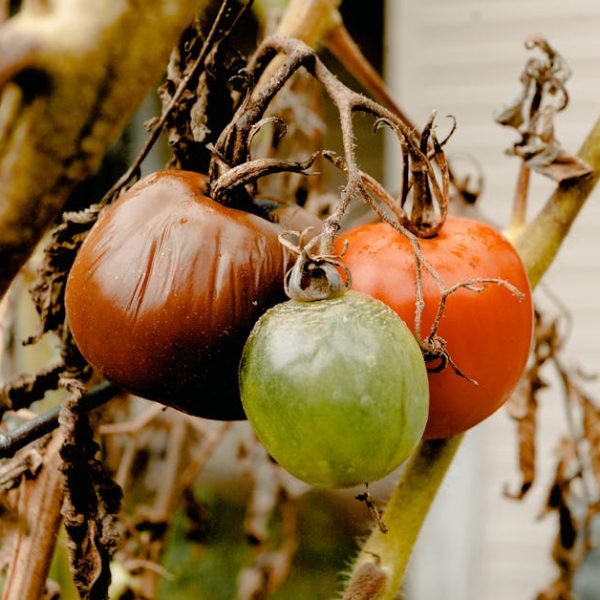 5+ Tips & Tasty Recipes: Perfectly Pickled Green Tomatoes Guide