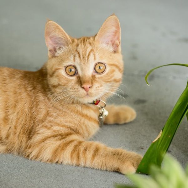 7 Clear Signs Your Ginger has Spoiled You Need to Know