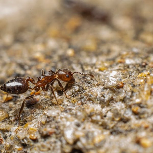 7+ Quick & Easy Tips to Keep Ants Out of Your Cat’s Food Bowl