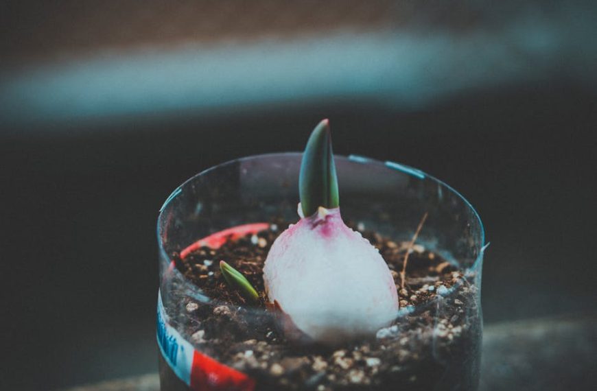 Are Sprouting Potatoes Safe to Eat? Your Questions…