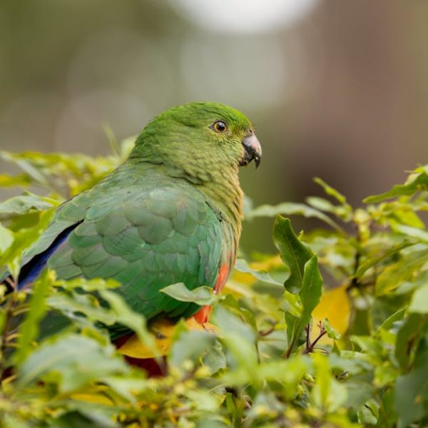 Bay Leaves vs. Basil: Key Differences Explained in Detail