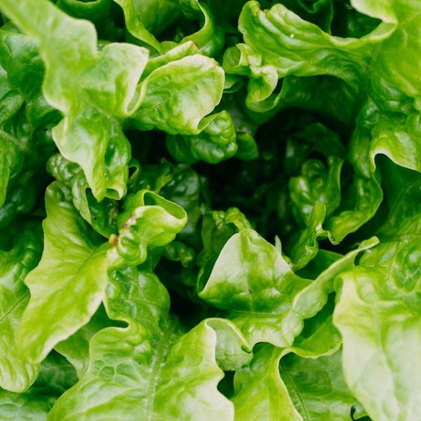 Can You Freeze Lettuce? Your Ultimate Guide Revealed!