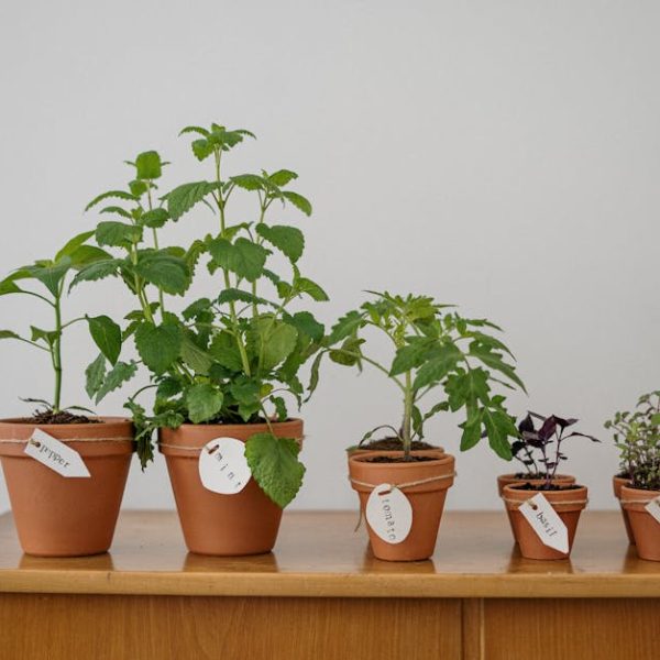 Ghost Pepper Varieties That Spice Enthusiasts Must Experience