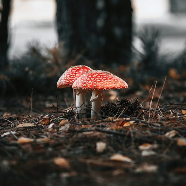 How Long Are Mushrooms Good For? Your Essential Freshness Guide