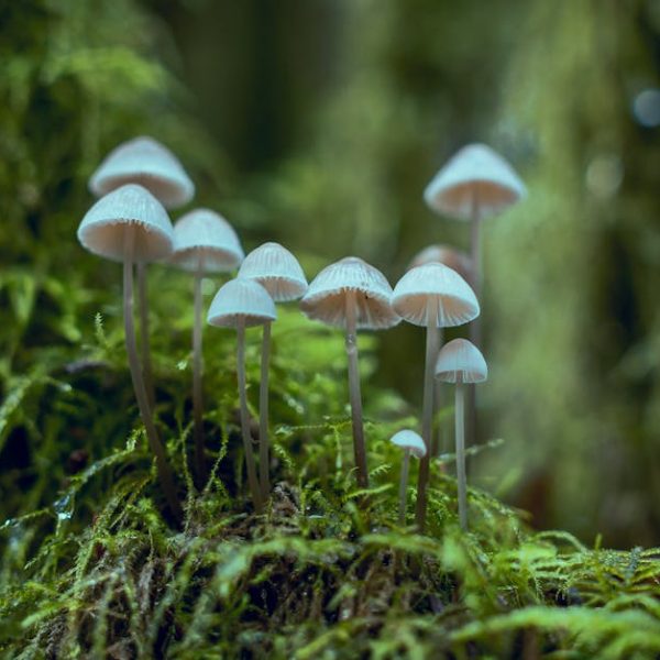 How Long Do Mushrooms Last? Top Storage Tips for Freshness