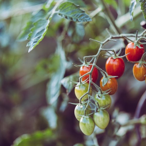 Is Organic Castor Oil Safe for Internal Use? What You Need to…