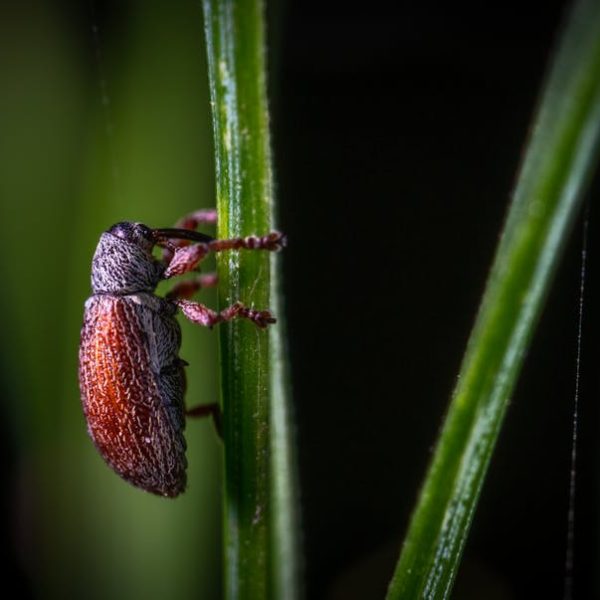 Quick Tips to Keep Weevils Out of Your Rice Storage
