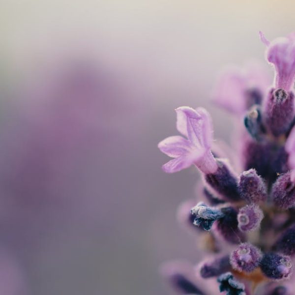 Top Essential Oils for Enhancing Your Deep Sleep Experience