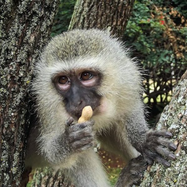 Uncovering Peanut Roots: Exploring Their True Origin