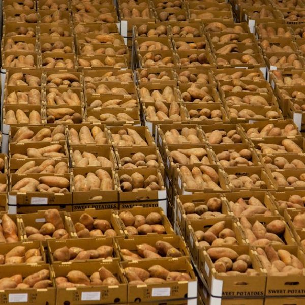 Yam vs. Potato: Key Differences You Need to Know